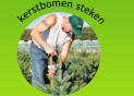 kerstbomen steken